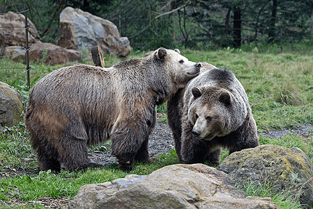 San Francisco Zoo Gardens Zoos 20 Off With Smartsave